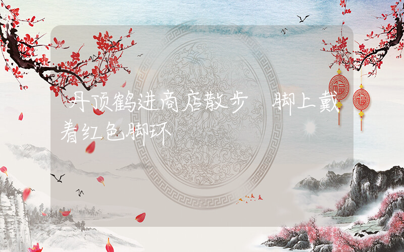 丹顶鹤进商店散步 脚上戴着红色脚环